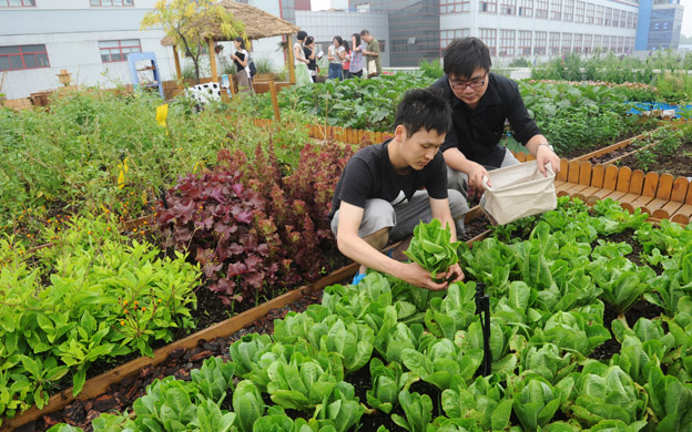 采摘屋顶种植的蔬菜