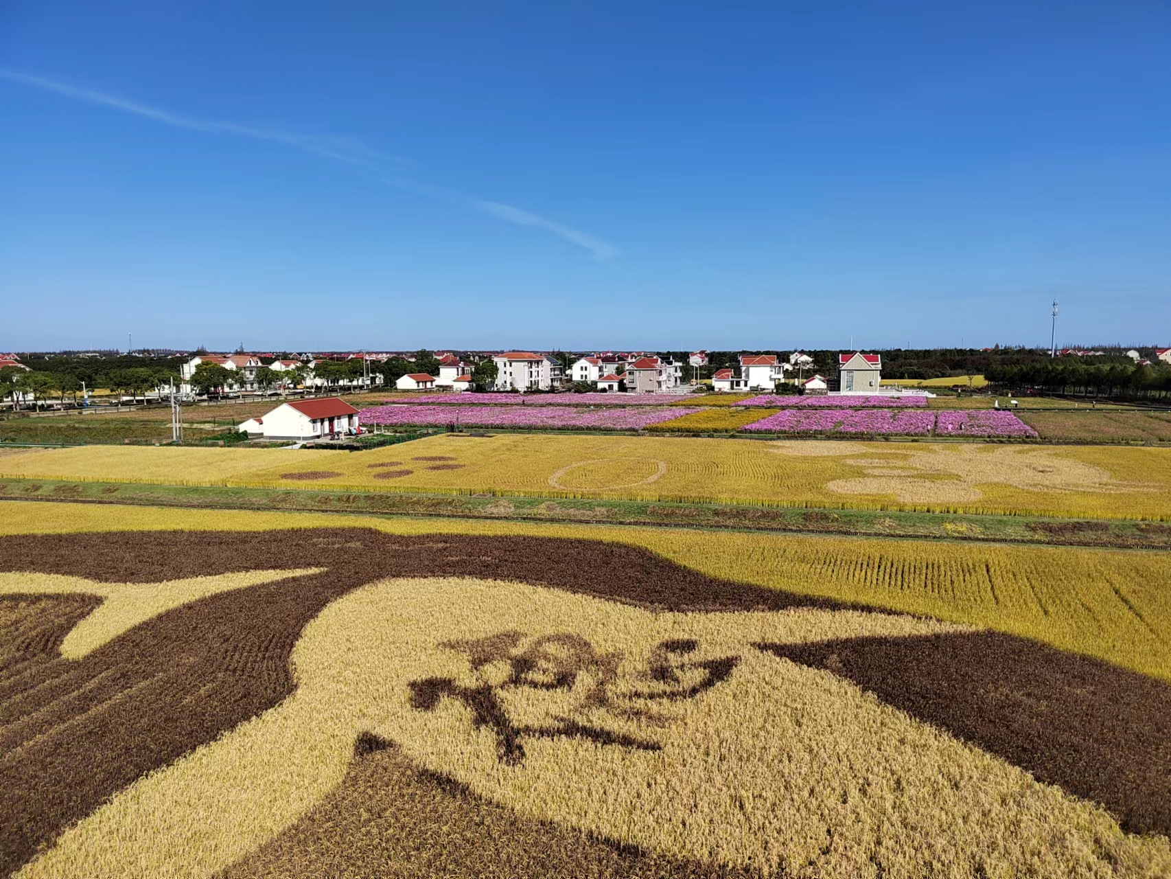 在崇明横沙岛,总面积为320亩的海岛艺术田园,以大地为布,以艺术稻田